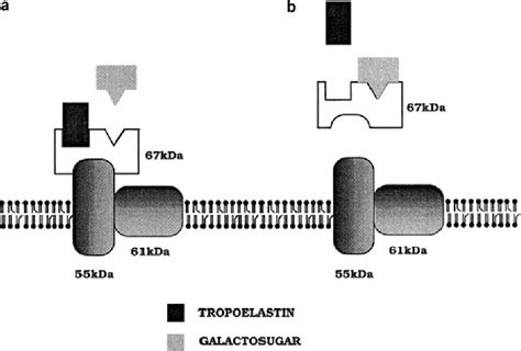 Figure From Elastin And Elastin Like Polypeptides Elastin