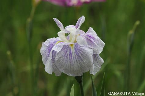 岩国・城山花菖蒲園と吉香花菖蒲園の花菖蒲 2011iwakuni Shiroyama Iris Garden Kikko Iris