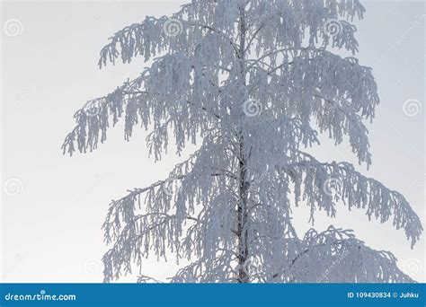 Birch tree covered in snow stock photo. Image of hoar - 109430834