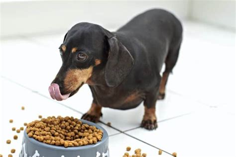 How Much To Feed A Dachshund Feeding Chart And Guide