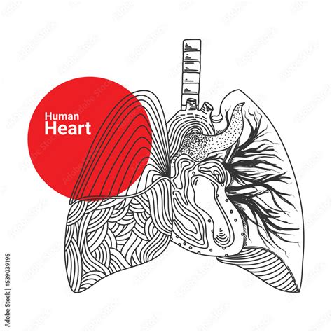 hand drawn sketch of human heart organ Stock Vector | Adobe Stock