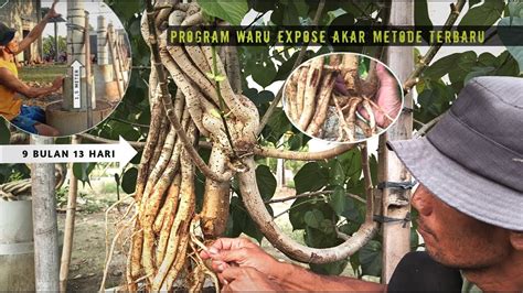 Bonsai Waru Expose Akar Membuat Akar Gantung Pada Waru Youtube