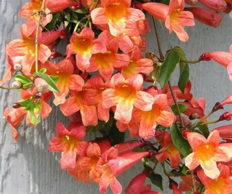 Bignonia Tangerine Beauty Crossvine I Rooted Starter Plant I Rare I