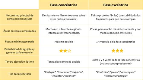 Ejercicios Excéntricos Definición beneficios y ejemplos