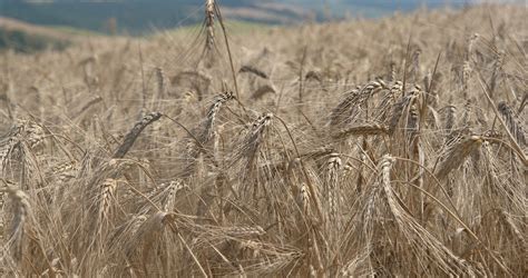 Semine autunnali orzo 2018 le varietà più produttive