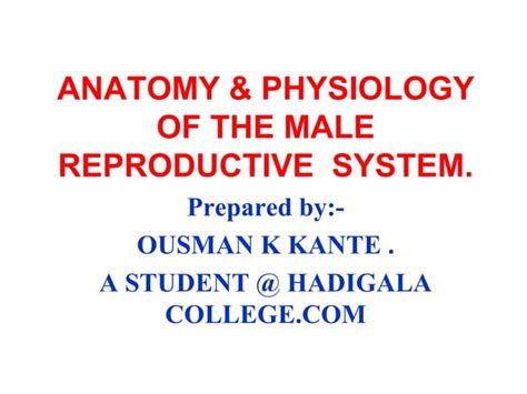 Lect 13 Male Reproductive Systemppt