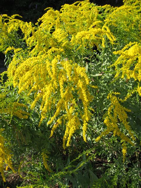 Goldenrod | Plant-Lore