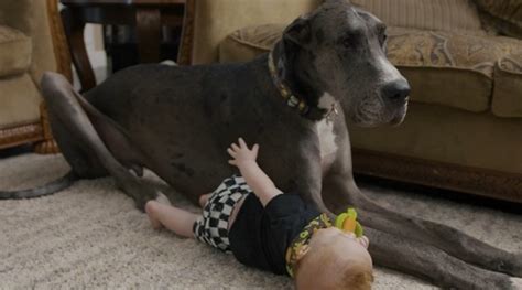 Rencontrez Zeus Le Grand Danois Le Chien Le Plus Grand Du Monde