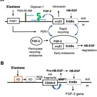 Neutrophil Elastase Secretion Elastase Dependent Igf Signaling And