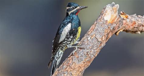 Williamsons Sapsucker Identification All About Birds Cornell Lab Of