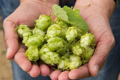 Todas Las Propiedades Medicinales De La Planta De La Cerveza Y Sus