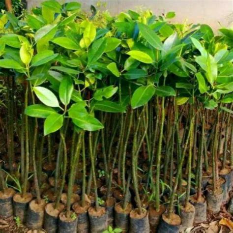 Jual Murah 1000 bibit pohon mangrove bakau Indonesia|Shopee Indonesia