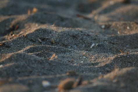 Free Images Beach Nature Sand Rock Wood Texture Leaf Dune