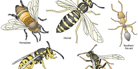 What Is The Difference Between Hornets Vs Wasps Vs Bees? | Critter ...