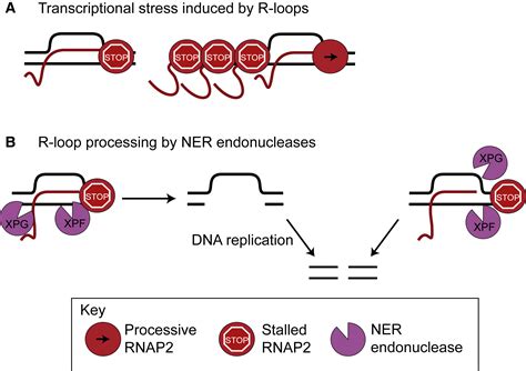 R Loops As Cellular Regulators And Genomic Threats Molecular Cell