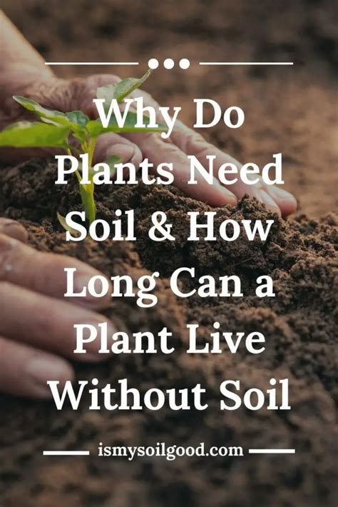 Why Do Plants Need Soil & How Long Can a Plant Live Without Soil