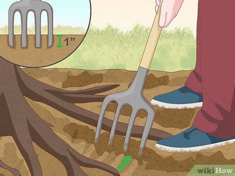 3 Ways To Deal With Exposed Tree Roots WikiHow Tree Roots