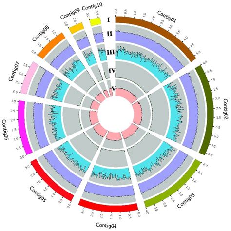 Circos Plot Showing The Genomic Features Of Simplicillium Lamellicola