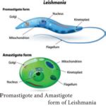 Tissue Flagellates Leishmania Donovani Ncert Mcq