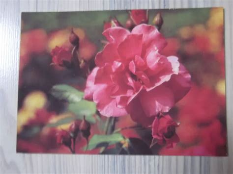 Ddr Alte Postkarte Ak Karte Mit Blumenmotiv Rose Von