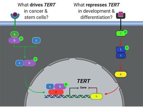 Research Telomerase Regulation Lab