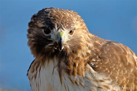 red-tailed-hawk-eating-prey-gloucester-massachusetts-9-copyright-kim ...