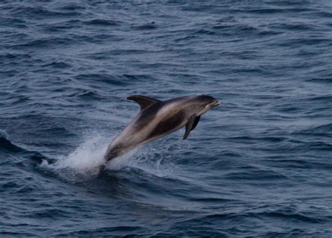 White Beaked Dolphin