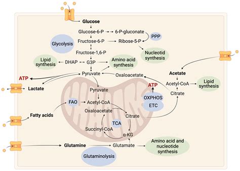 IJMS Free Full Text Glioblastoma Metabolism Insights And