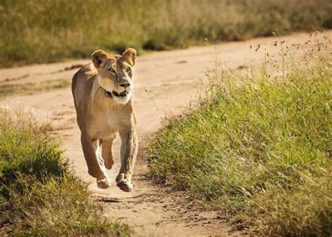 13 Fastest Animals in Africa: Speeds, Facts, Photos | Storyteller Travel