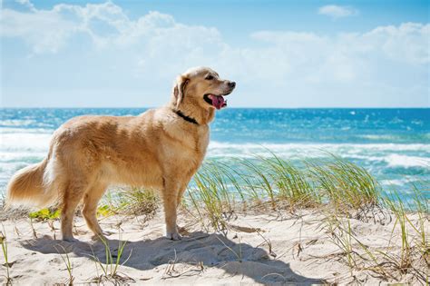 Kurzurlaub Mit Hund Erholung Mit Vierbeiner Tui