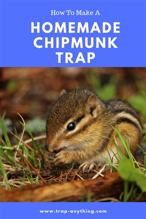 The Best Homemade Chipmunk Trap Chipmunk Trap Get Rid Of Chipmunks