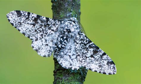 What Is The Peppered Moth Evolution And Why Is It So Important A Z