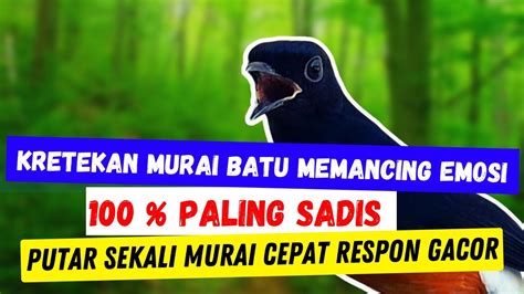 Kretekan Murai Batu Memancing Emosi Paling Sadis Putar Sekali Murai Mu