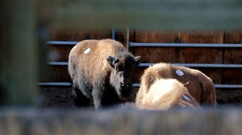 Yellowstone Bison Captured At Controversial Facility For Slaughter