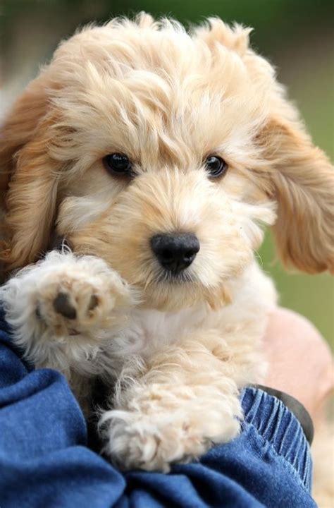 Cockapoo Images Cockapoo Photo Gallery The Cockapoo Club Of Gb Ccgb Cockapoo Puppies Cute