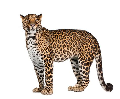 Leopard Stock Photos Pictures And Royalty Free Images Istock