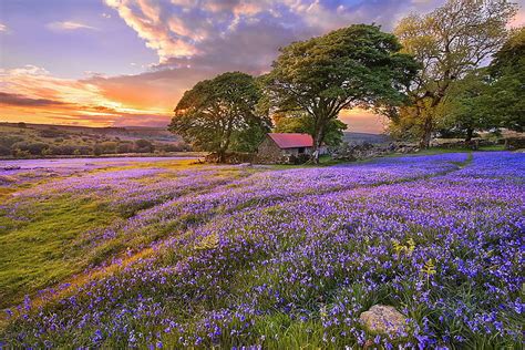 HD wallpaper: purple lavender flower field, summer, clouds, trees ...