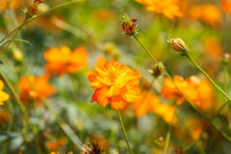 Flor Cosmos Tipos Caracter Sticas Curiosidades Como Cuidar E Mais