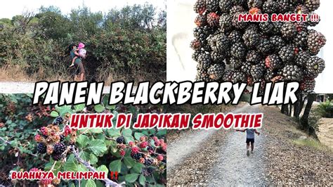 Panen Blackberry Liar Lagi Buat Di Jadikan Smoothie Bersama Elsa