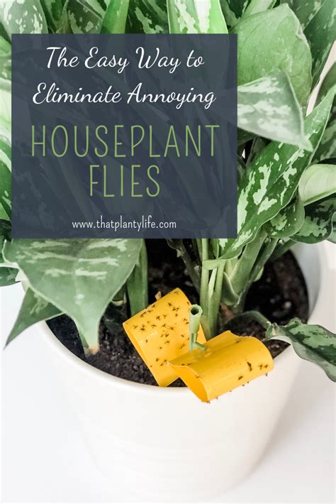 How To Get Rid Of Fungus Gnats In Houseplants Flash Sales