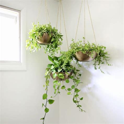 Fresh and Beautiful Trailing Plants for Hanging Baskets