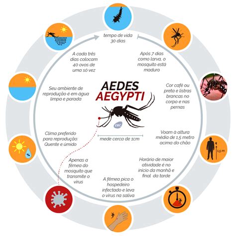 Origem Do Aedes Aegypti - Professora Valdete Cantú: Aedes aegypti: conheça a história do mosquito ...
