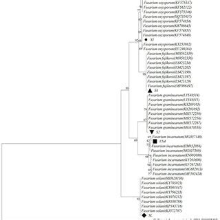 Phylogenetic Dendrogram Based On The Neighbor Joining Method Based On