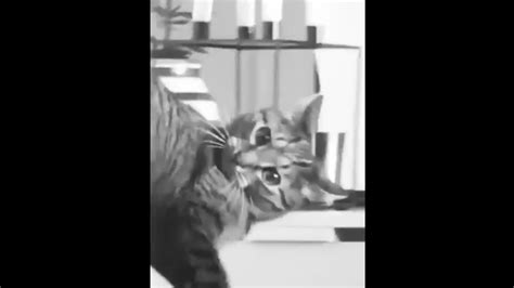 UN CHAT POSSEDE PAR UN ESPRIT MALEFIQUE EST FILME YouTube