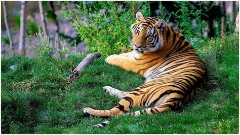 Bizarre! Grass-eating Tiger leaves netizens surprised -- Watch | viral ...