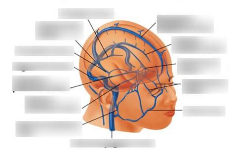 Venous Drainage Diagram Quizlet