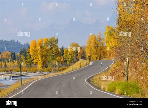 Country Road With American Aspens Populus Tremuloides In Autumn