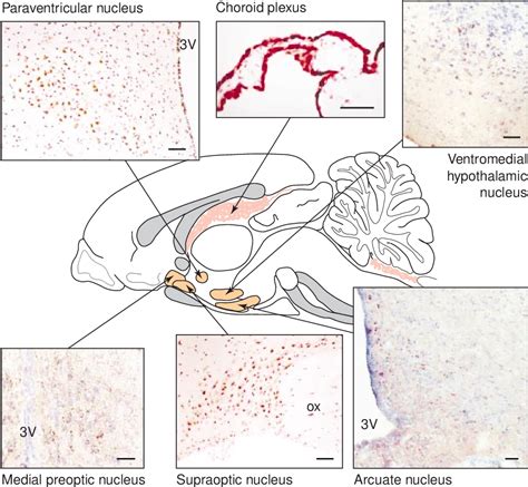 Figure From Behavioural Significance Of Prolactin Signalling In The