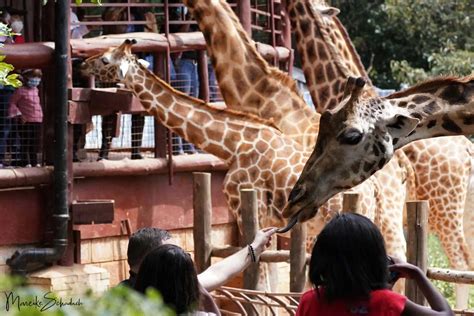 Conservation breeding in the Giraffe Center Nairobi