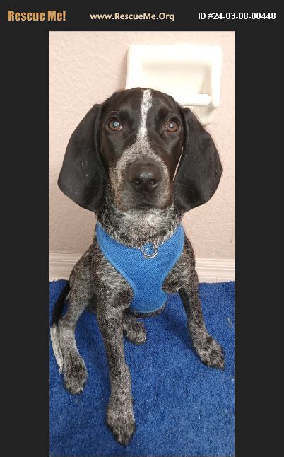 ADOPT 24030800448 Bluetick Coonhound Rescue Ocala FL